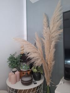 672522211: Chico busca chica en Mallorca